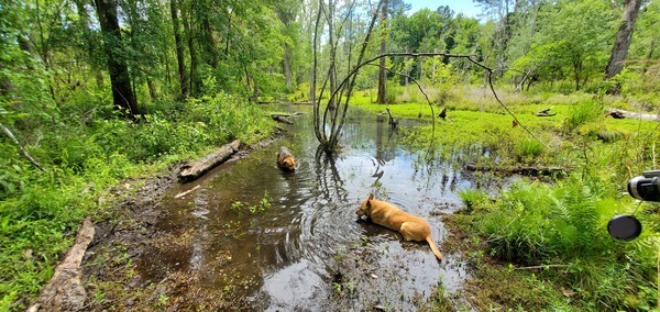 [Dogs in water]