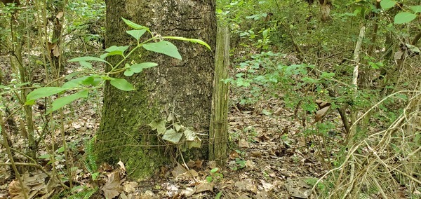 [With old fence]