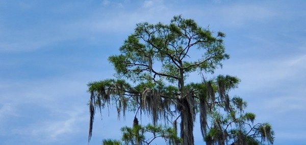 Top of tree