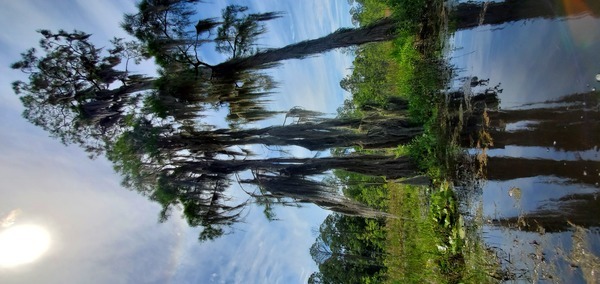 Portrait of a tree