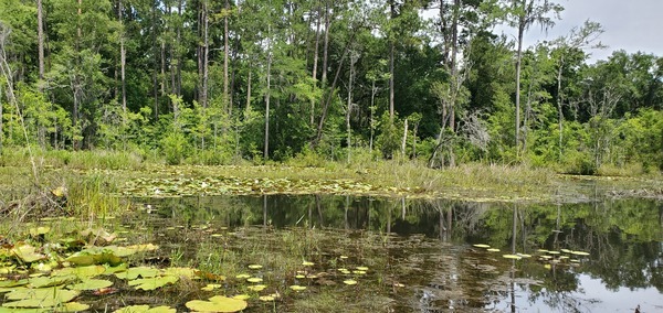 [Lily pads]