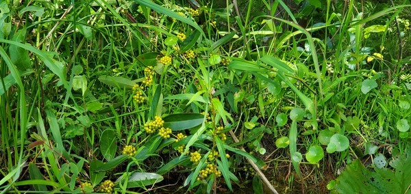 [Smilax berries]