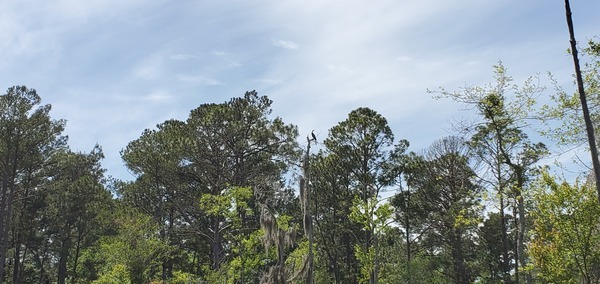 Bird on dead tree