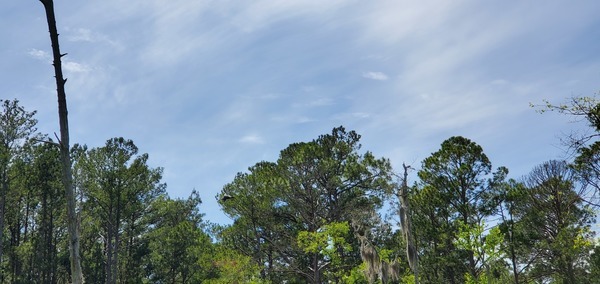 Flying in front of trees