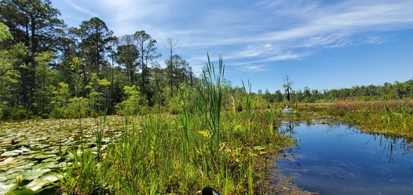 Floating bottom, Gretchen, cypress, longleaf