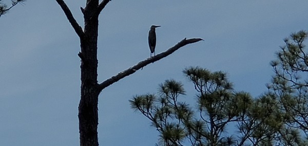 Closeup with slash pine