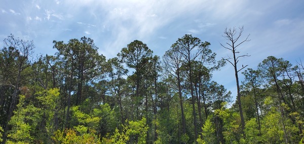 Longleaf and heron