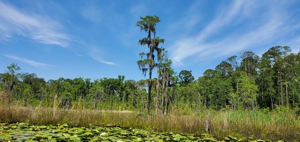 Heron cypress and longleaf