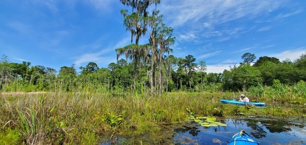 Under the heron tree