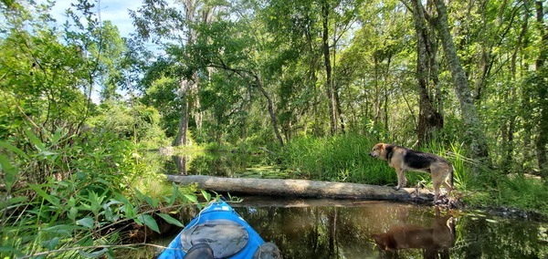 Brown Dog on log