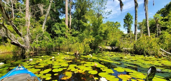 Lily pads and log