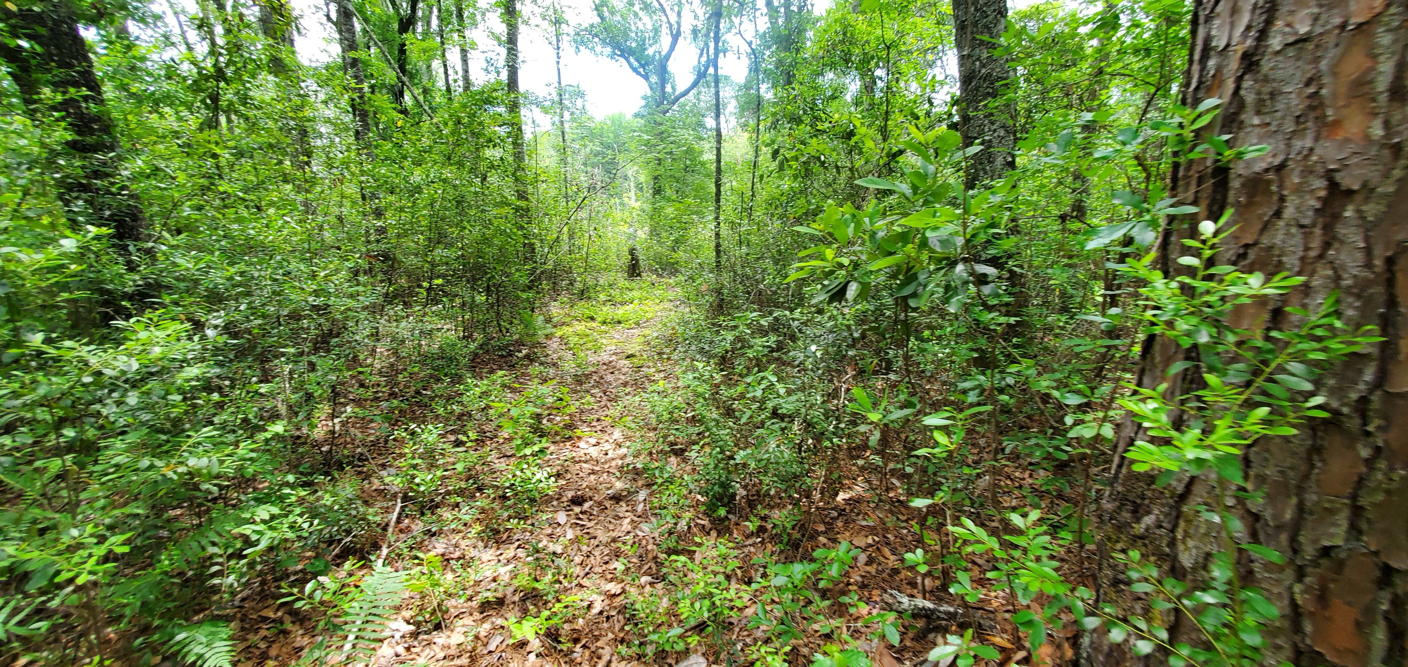 To the beaver pond