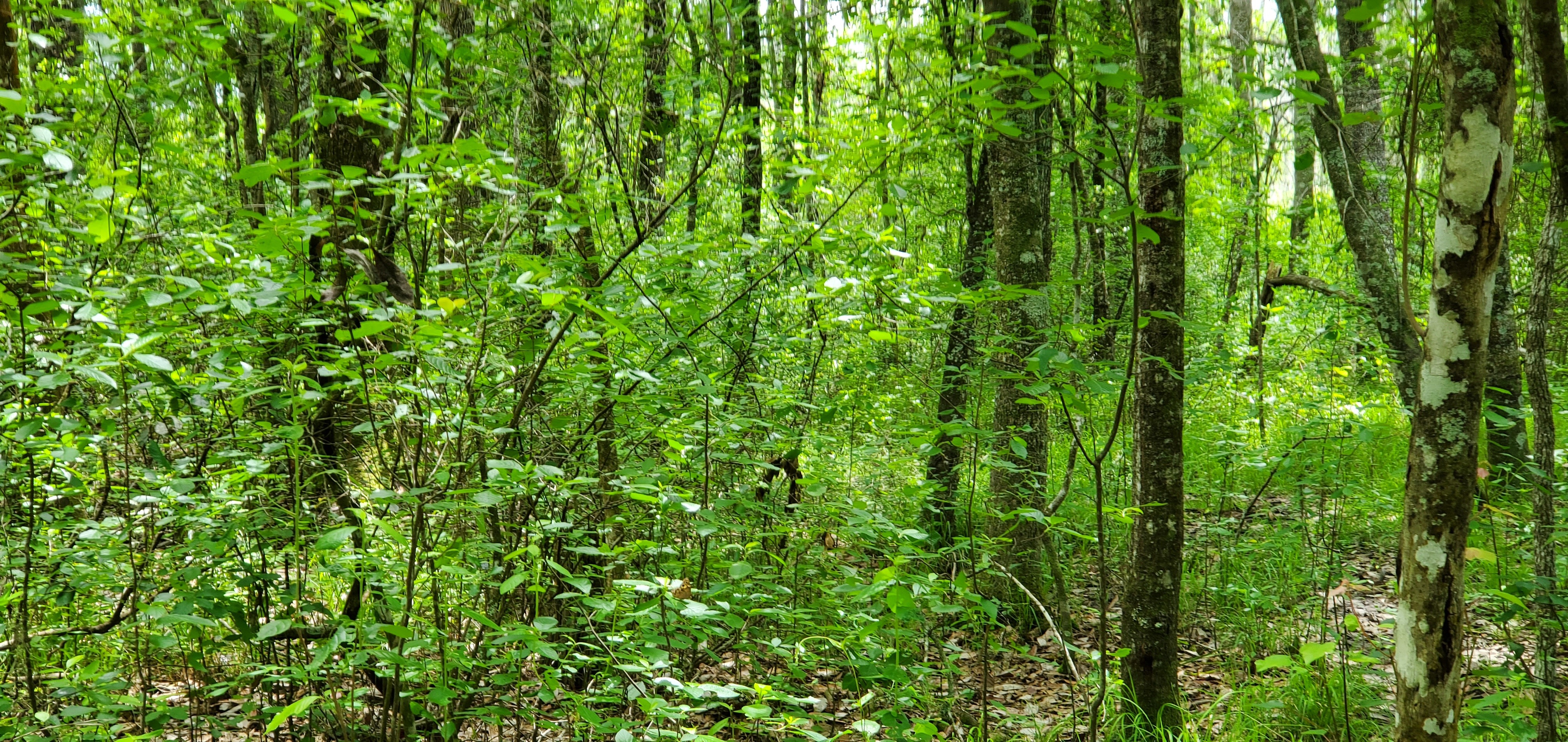 Pond through trees