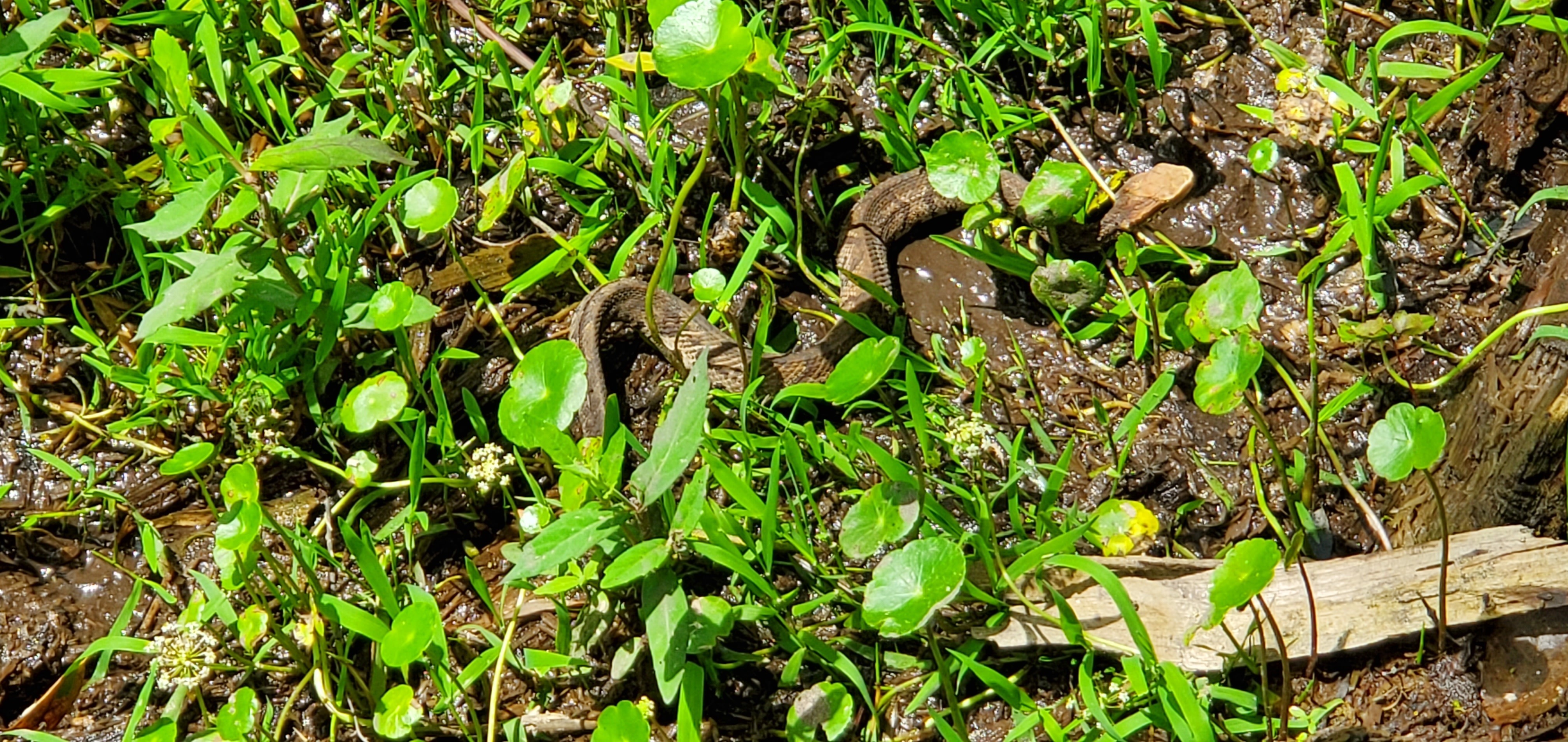 Camouflaged