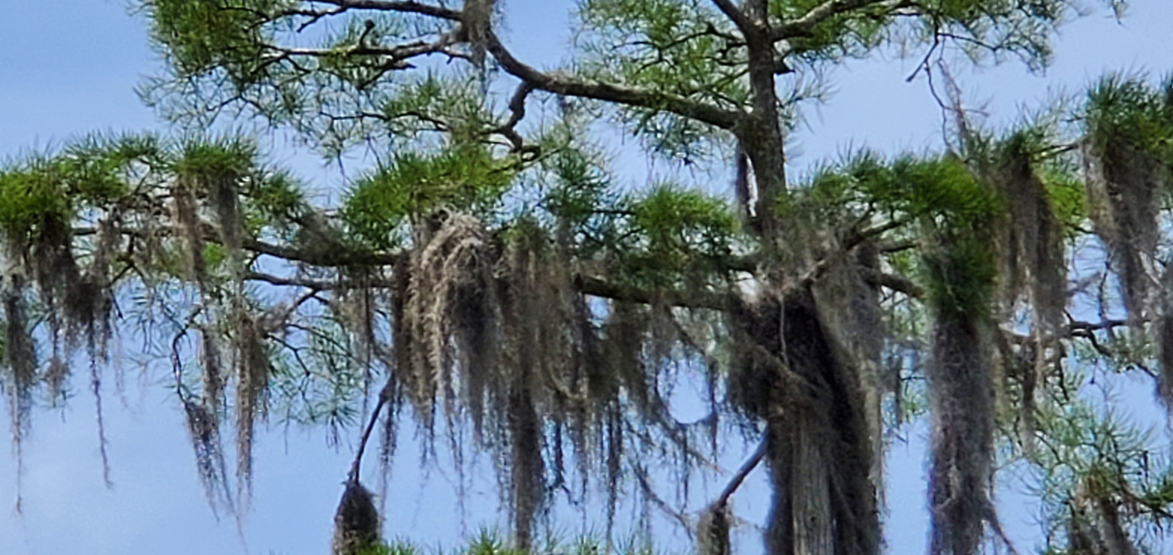 Heron nest