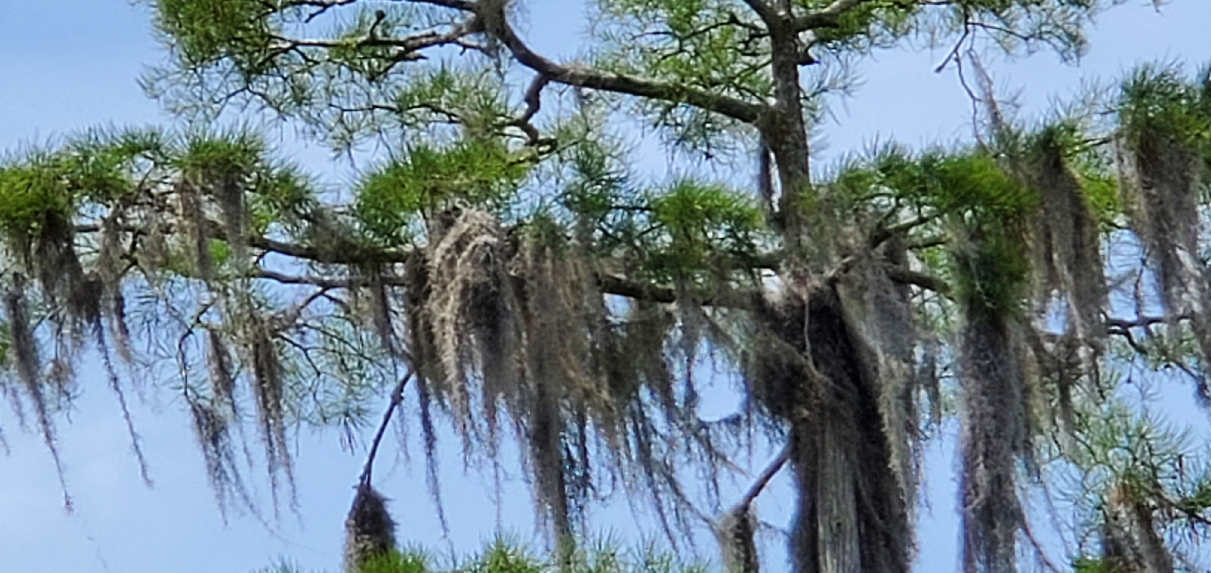 Windy Spanish moss