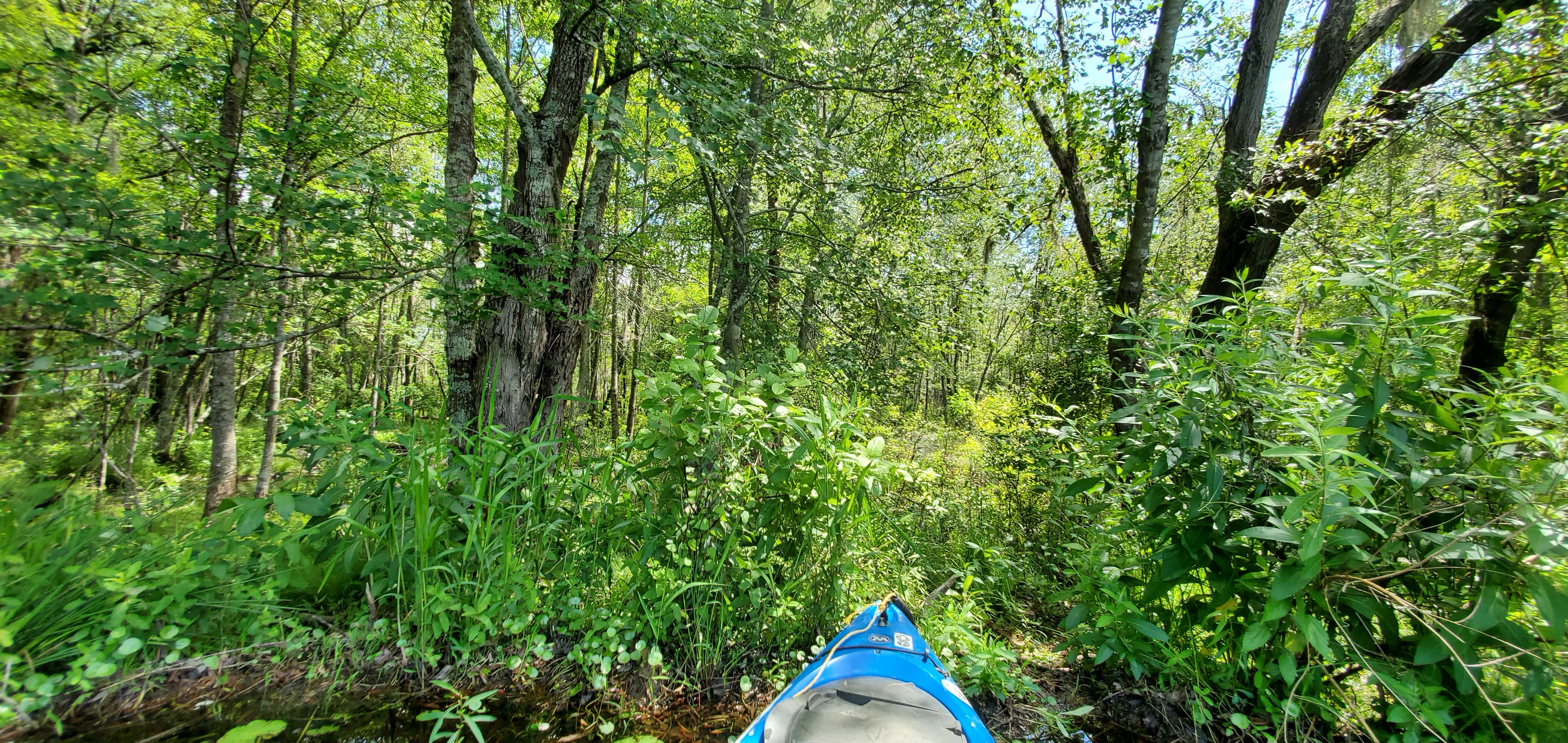 Beaver path