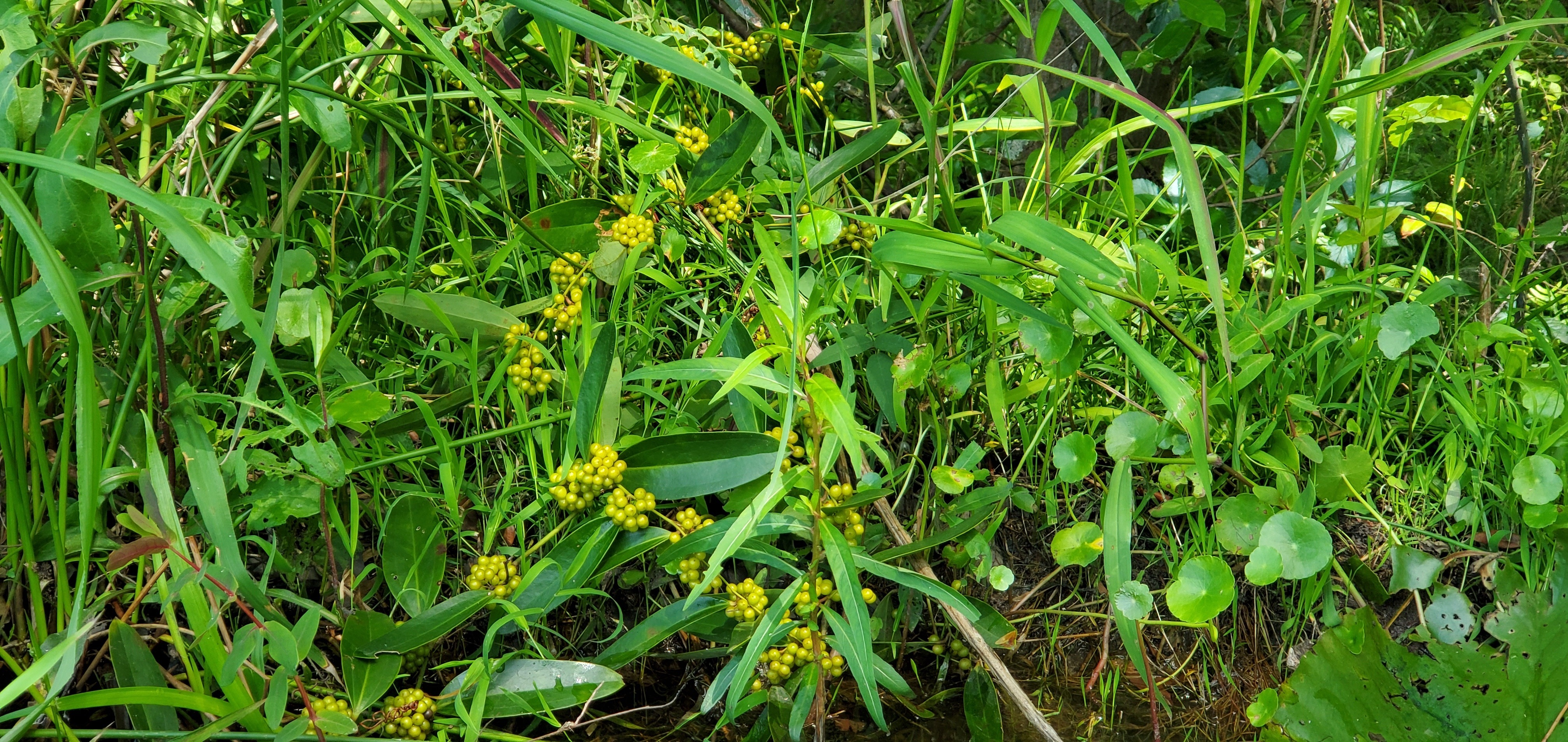 Smilax berries