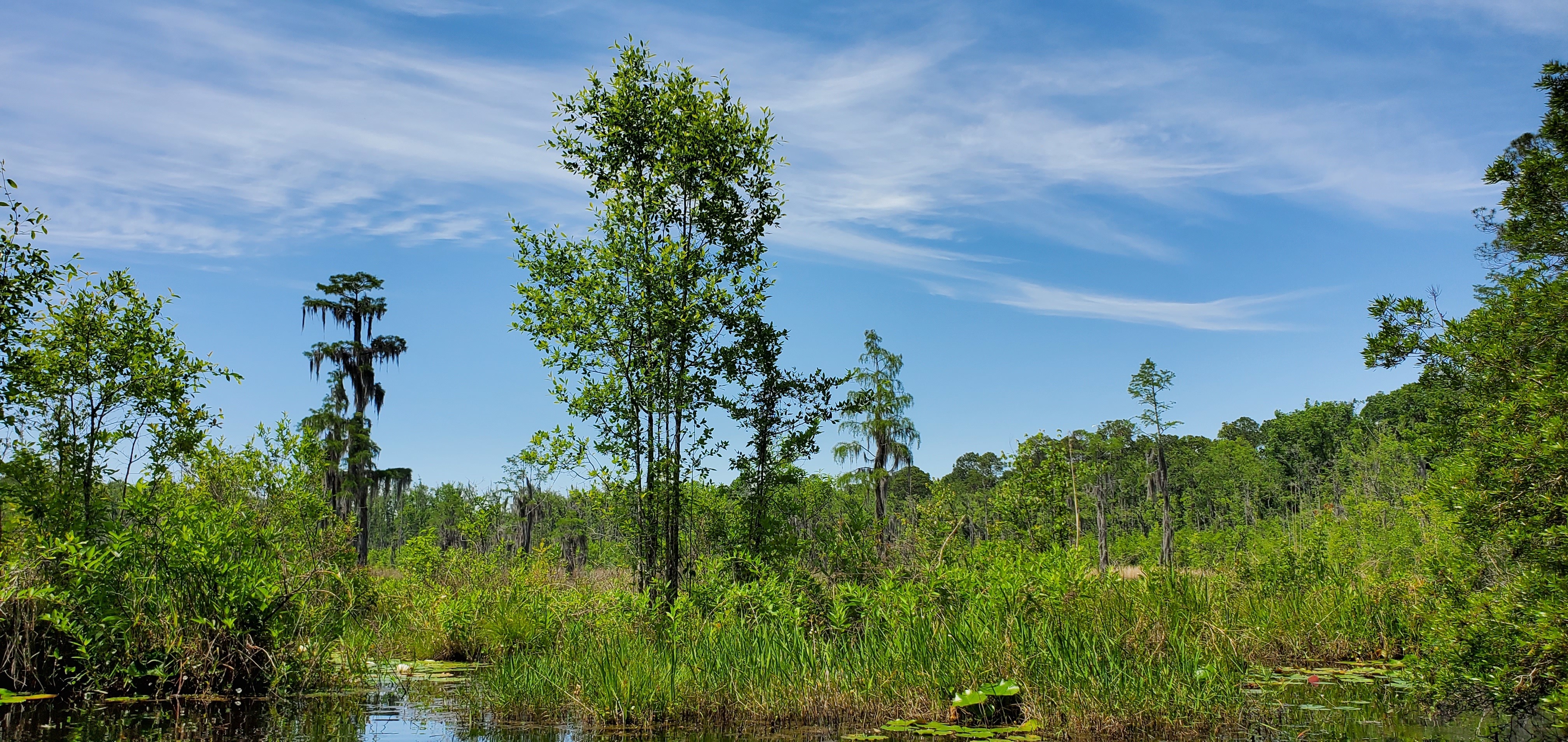 Heron tree