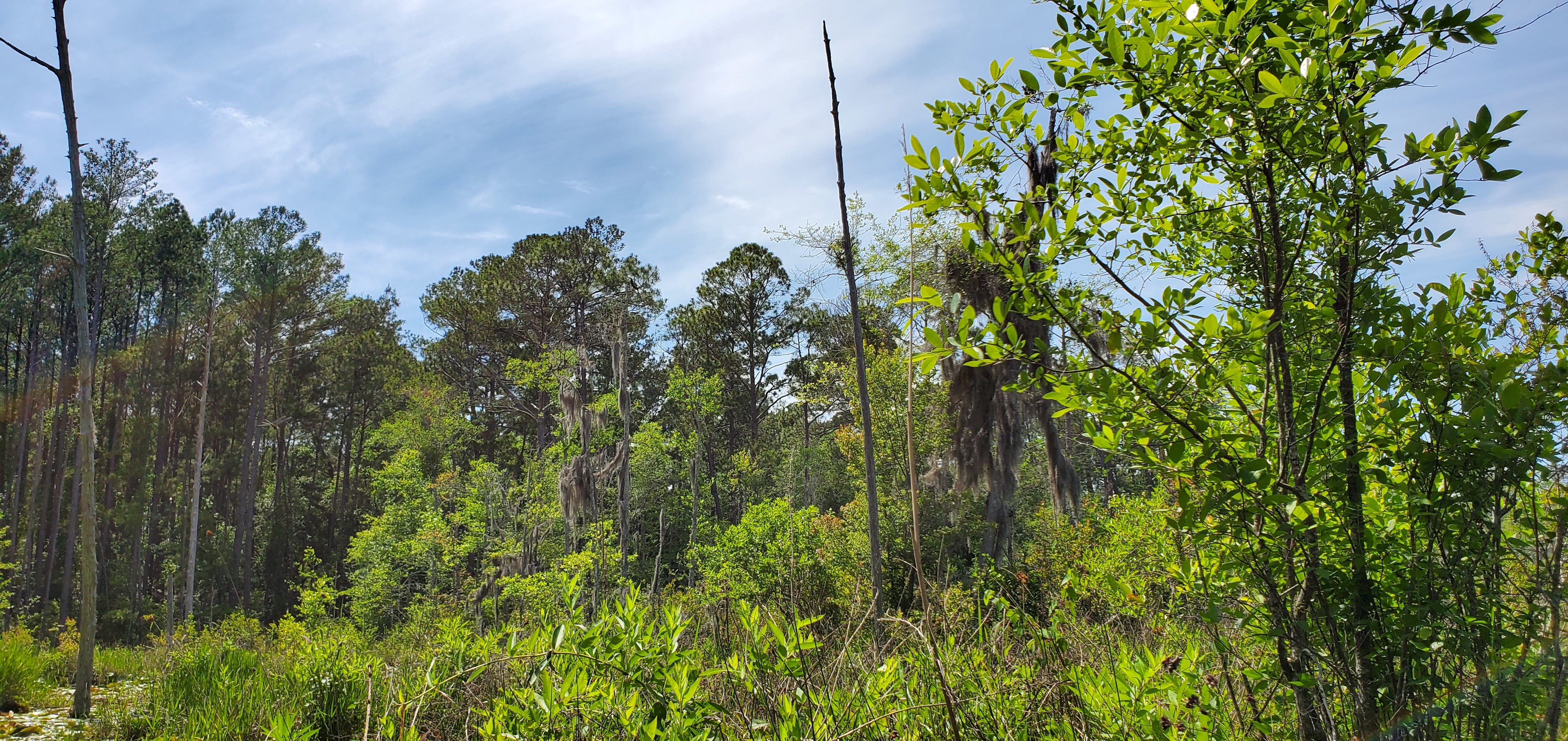 Longleaf on west bank