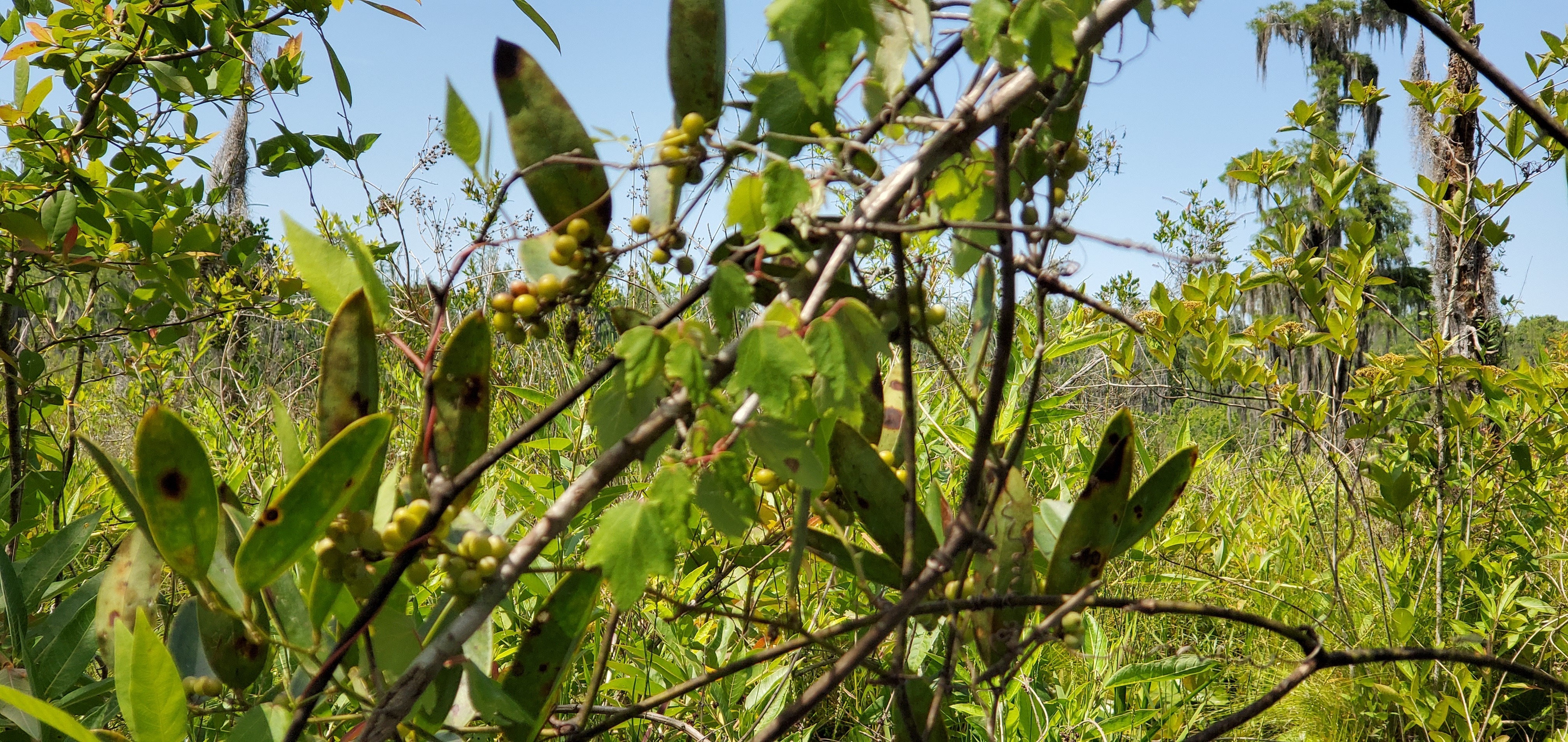 More berries