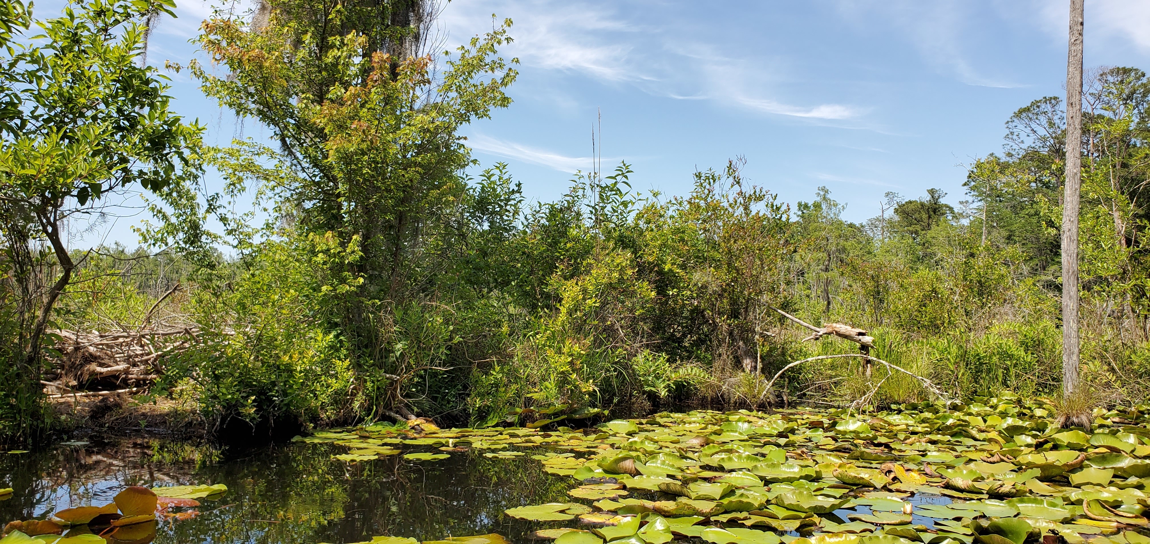 Brush on old dam to the right