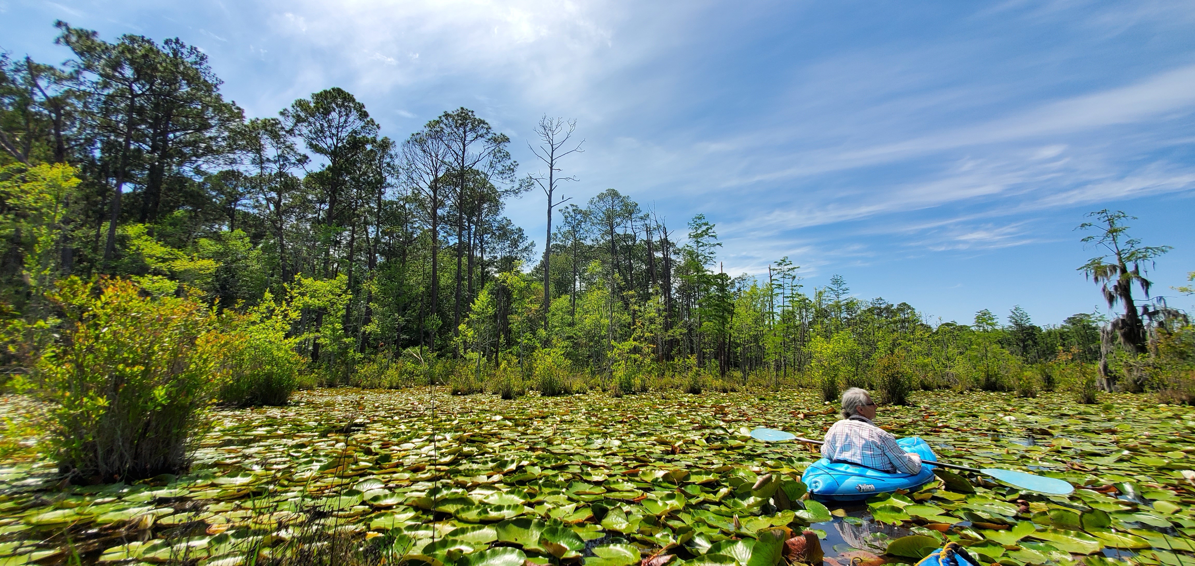 Gretchen and longleaf