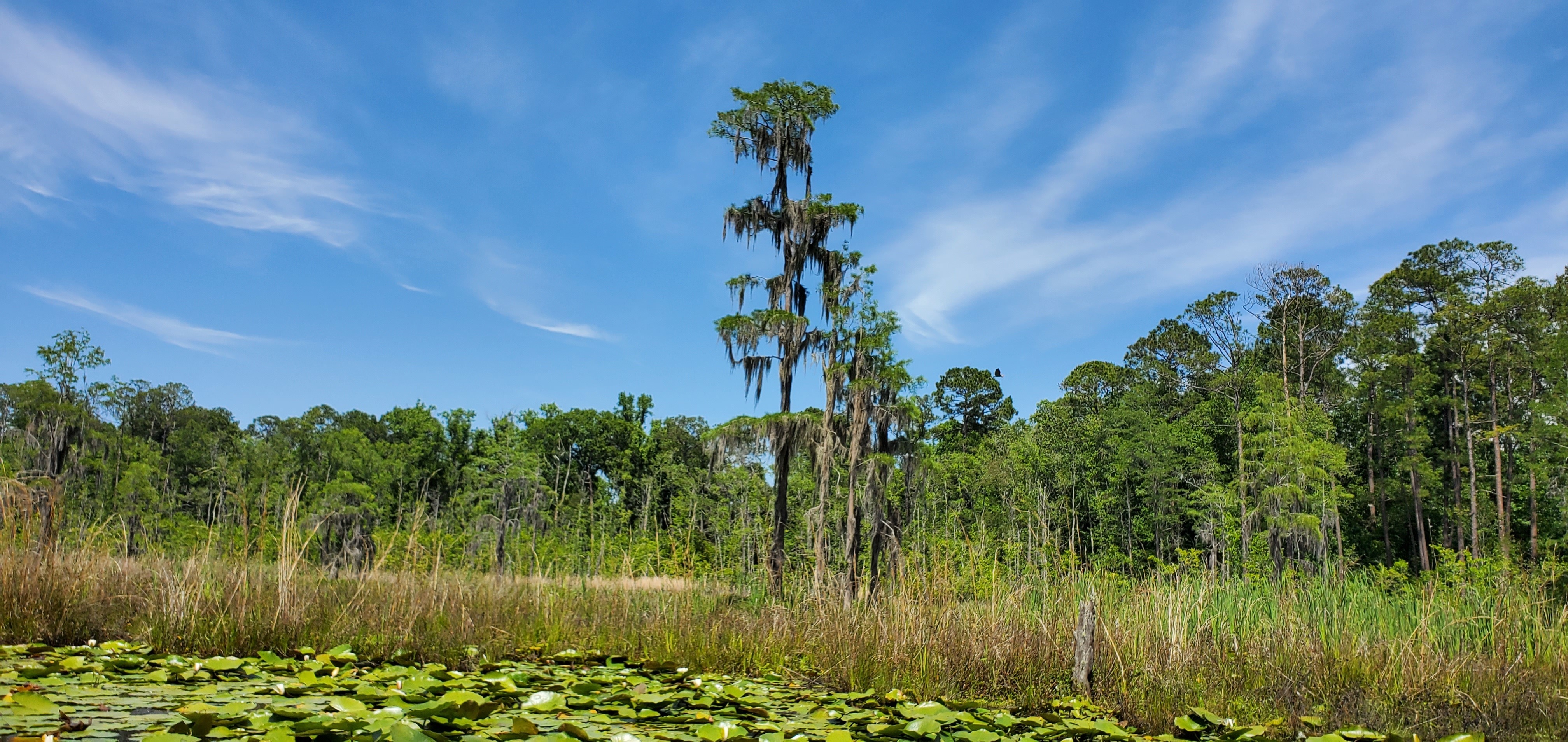 Heron cypress and longleaf