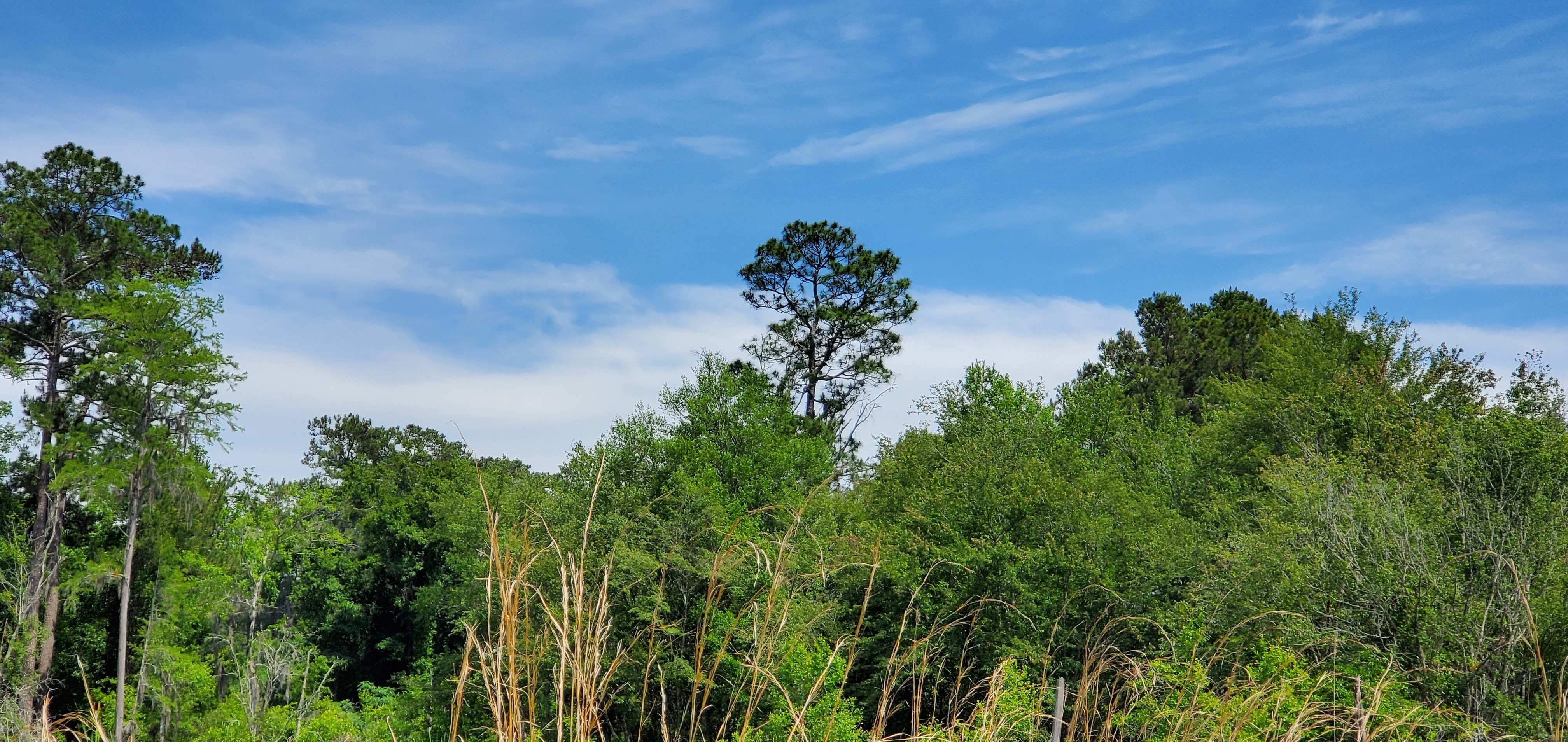 Southeast longleaf