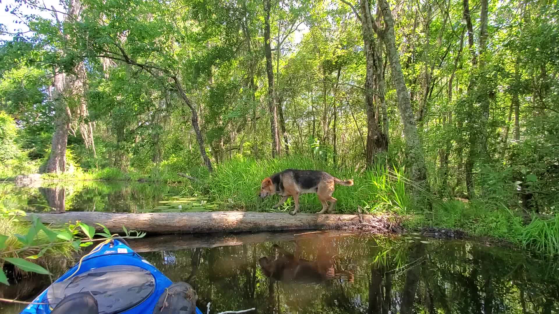 Movie: Brown Dog on log (47M)