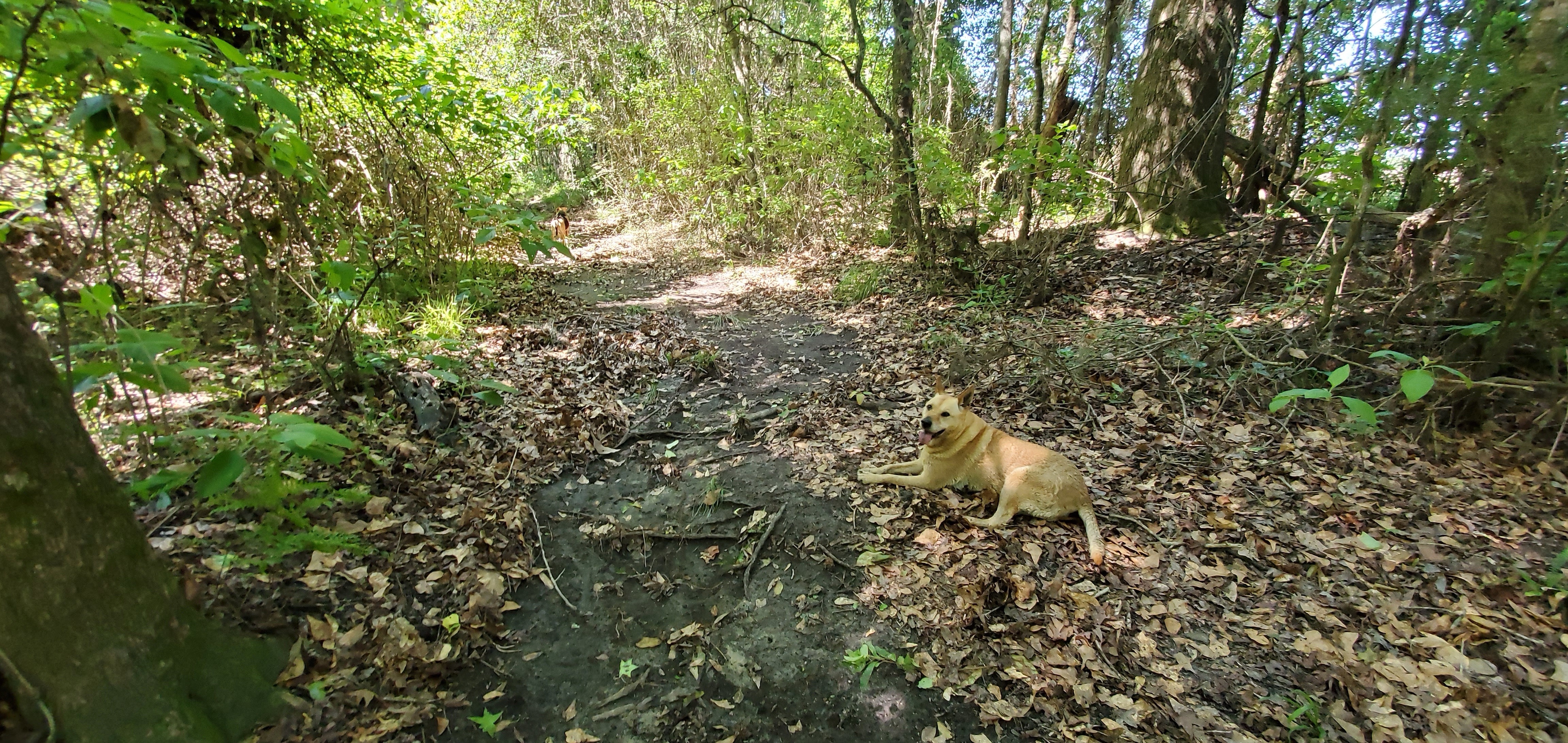 Yellow Dog