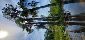 [Portrait of a tree]