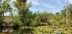 [Brush on old dam to the right]