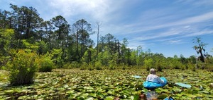 [Gretchen and longleaf]