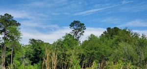 [Southeast longleaf]