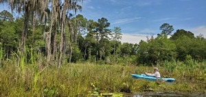 [With moss, cypress, and pines]