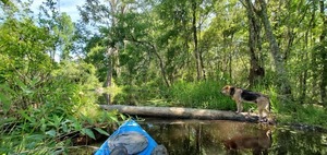 [Brown Dog on log]