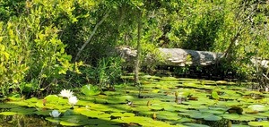 [Log and lily pads]