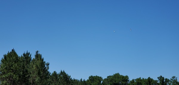 Three white birds