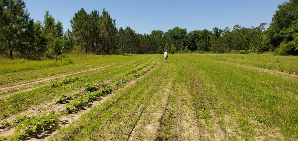 Many rows to hoe