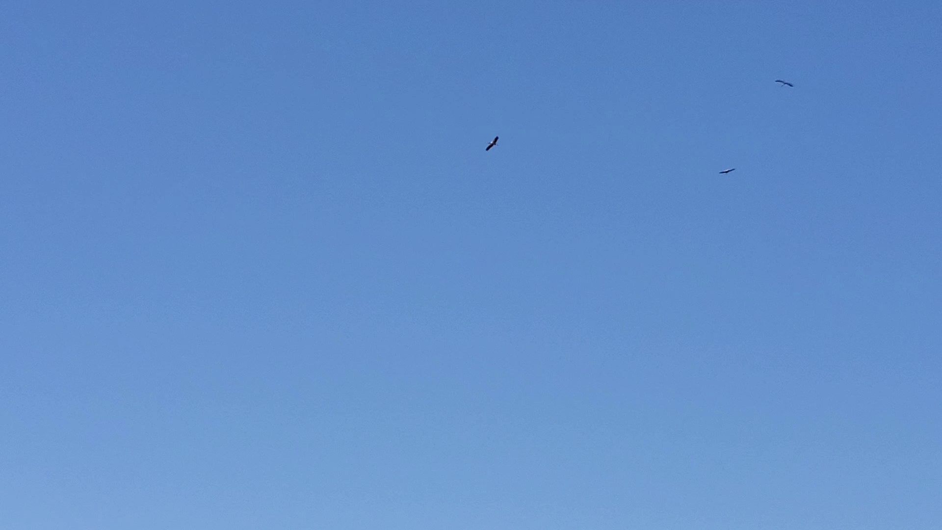 Birds flying in updrafts
