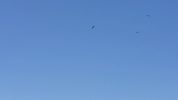 Birds flying in updrafts