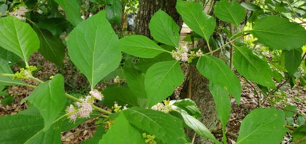 Blooming Beautyberry