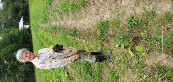 Weeded tomatoes