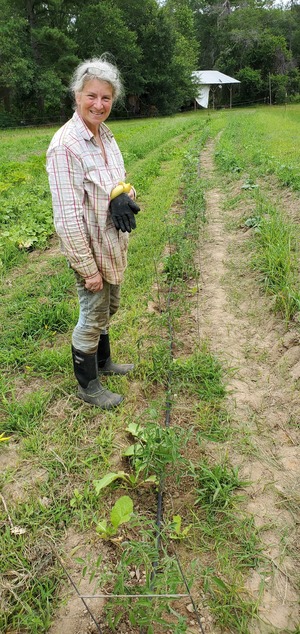 [Weeded tomatoes (rotated)]