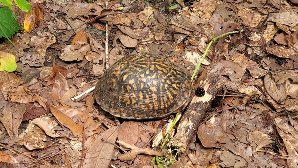 Turtle and blackberry