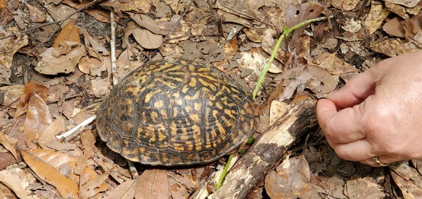 Gretchen offers blackberry to turtle