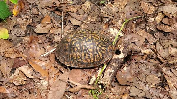 [Movie: Turtle, blackberry, Yellow Dog (31M)]