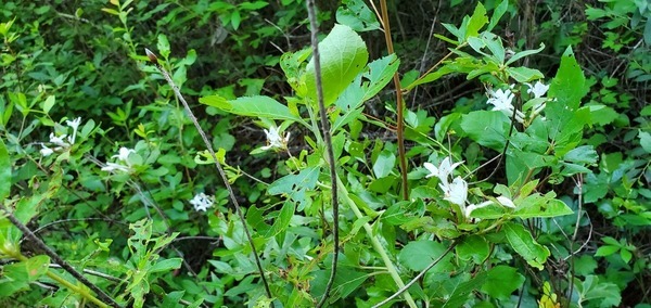 [White native azaleas]