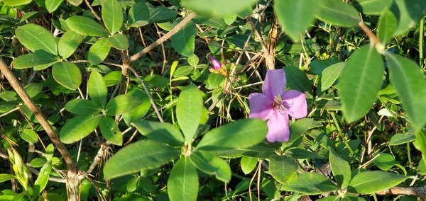 What are these four-petaled violet flowers?